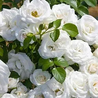 Саженцы роз НЕЖ ДЕ ТЕ мускусная в Королеве