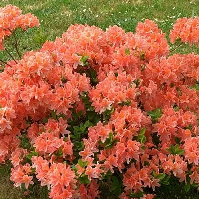 Рододендрон ЯПОНСКИЙ ОРАНЖЕВЫЙ  Рододендрон ЯПОНСКИЙ ОРАНЖЕВЫЙ в Королеве