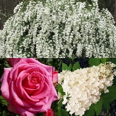 Комплект ВЕЧНАЯ КЛАССИКА в Королеве