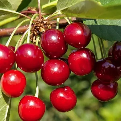 Вишня ЛЮБСКАЯ  Вишня ЛЮБСКАЯ в Королеве