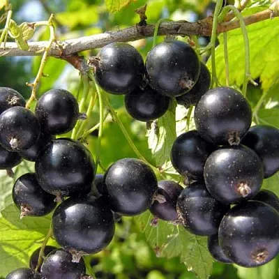 Смородина черная ГАМАЮН  Смородина черная ГАМАЮН в Королеве