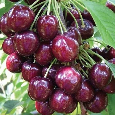 Черешня СЭМ колонновидная  Черешня СЭМ колонновидная в Королеве