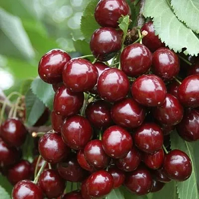 Черешня СИЛЬВИЯ колоновидная  Черешня СИЛЬВИЯ колоновидная в Королеве