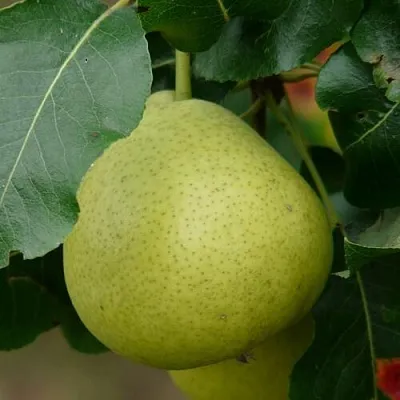 Груша САНРЕМО колонновидная  Груша САНРЕМО колонновидная в Королеве