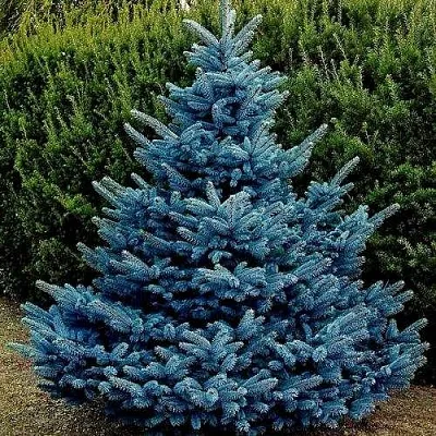 Ель МАДЖЕСТИК БЛЮ колючая  Ель МАДЖЕСТИК БЛЮ колючая в Королеве