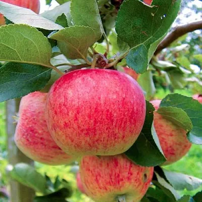 Яблоня ПИРОС  Яблоня ПИРОС в Королеве