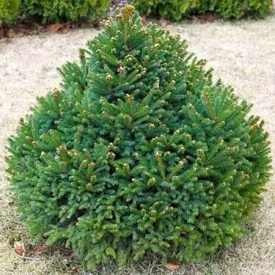 Ель БАРРИ обыкновенная  Ель БАРРИ обыкновенная в Королеве