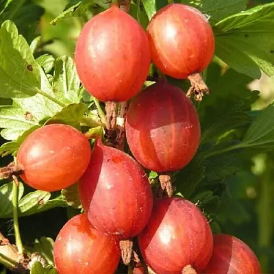 Крыжовник МАШЕКА  Крыжовник МАШЕКА в Королеве