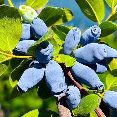 Жимолость съедобная АВРОРА  Жимолость съедобная АВРОРА в Королеве