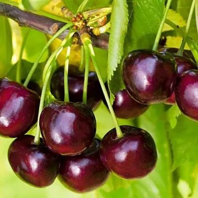 Черешня ИПУТЬ  Черешня ИПУТЬ в Королеве