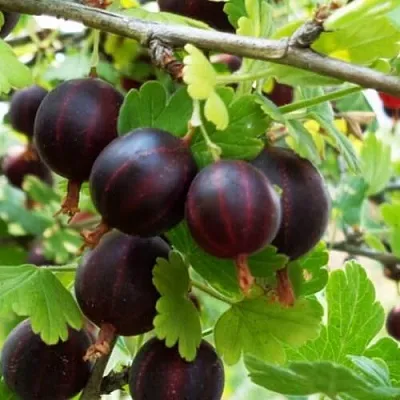 Крыжовник СЕВЕРНЫЙ КАПИТАН  Крыжовник СЕВЕРНЫЙ КАПИТАН в Королеве