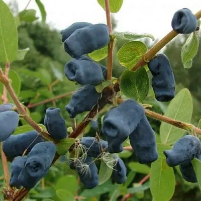 Жимолость съедобная ПУШКИНСКАЯ в Королеве