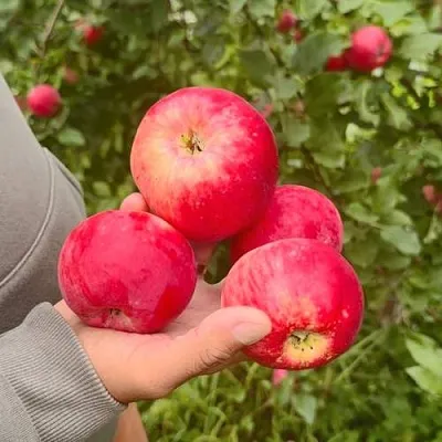 Яблоня АКСЕНА  Яблоня АКСЕНА в Королеве