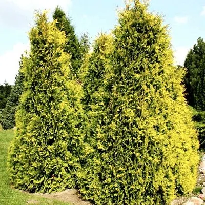 Туя САЛЛАНД западная  Туя САЛЛАНД западная в Королеве