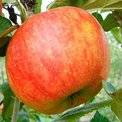 Яблоня ЦЕЛЕСТЕ  Яблоня ЦЕЛЕСТЕ в Королеве