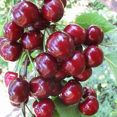 Черешня ОДРИНКА  Черешня ОДРИНКА в Королеве