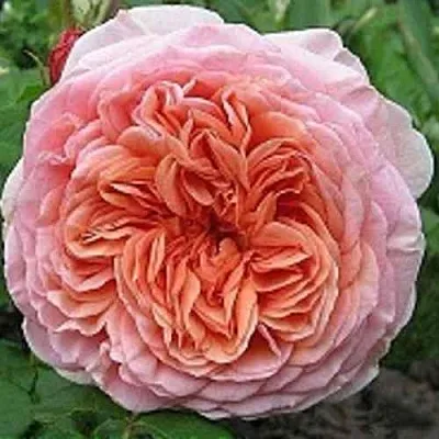 Саженцы роз АБРАХАМ ДЕРБИ английская  Саженцы роз АБРАХАМ ДЕРБИ английская в Королеве