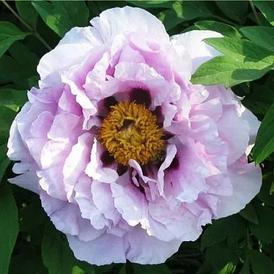 Пион СИНИЙ САПФИР древовидный в Королеве