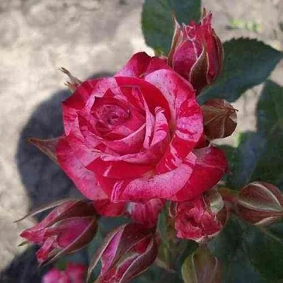 Саженцы роз ФАЙЕР ВОРКС миниатюрная в Королеве