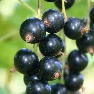 Смородина черная СТРЕЛЕЦ  Смородина черная СТРЕЛЕЦ в Королеве