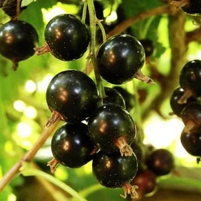 Смородина чёрная НАРА  Смородина чёрная НАРА в Королеве