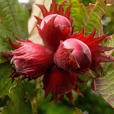 Фундук в Королеве