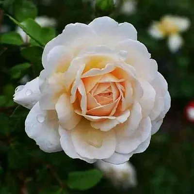 Саженцы роз КРОКУС РОУЗ английская  Саженцы роз КРОКУС РОУЗ английская в Королеве