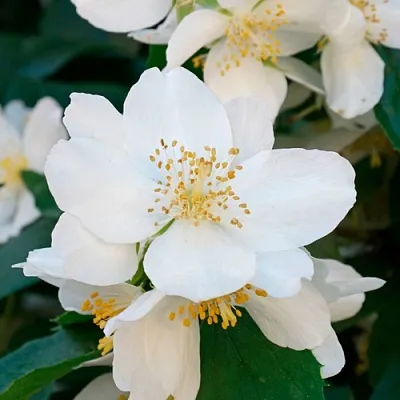 Жасмин ЮСТИНКА  Жасмин ЮСТИНКА в Королеве