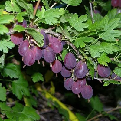 Крыжовник ГРУШЕНЬКА  Крыжовник ГРУШЕНЬКА в Королеве