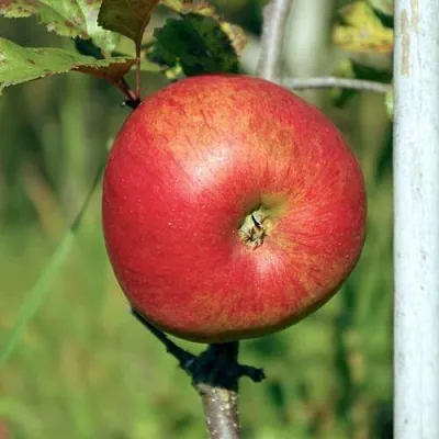 Яблоня ДЫЯМЕНТ  Яблоня ДЫЯМЕНТ в Королеве