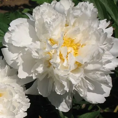 Пион БОУЛ ОФ КРИМ травянистый  Пион БОУЛ ОФ КРИМ травянистый в Королеве