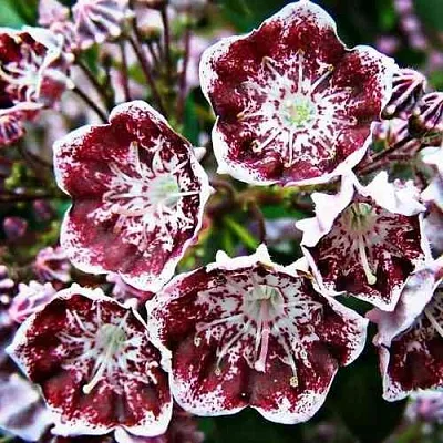 Кальмия БЛЕК ЛЕЙБЛ   Кальмия БЛЕК ЛЕЙБЛ  в Королеве