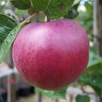 Яблоня НОРИС в Королеве