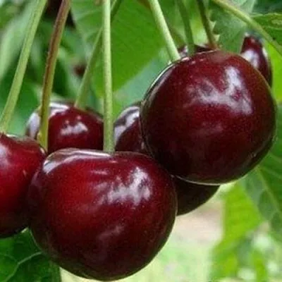 Вишня МИЛАВИЦА  Вишня МИЛАВИЦА в Королеве