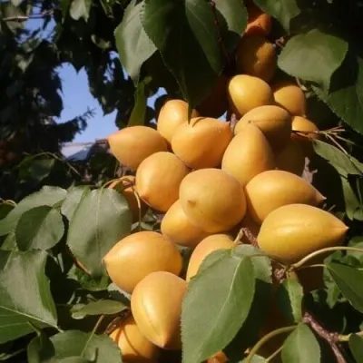 Абрикос МАНИТОБА — описание сорта Абрикос МАНИТОБА в Королеве