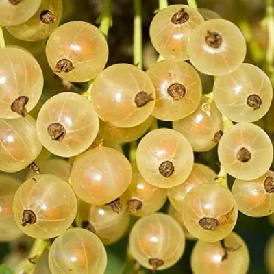 Смородина белая СМОЛЬЯНИНОВСКАЯ  Смородина белая СМОЛЬЯНИНОВСКАЯ в Королеве