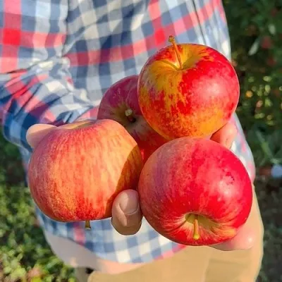 Яблоня КРАСАВИТА  Яблоня КРАСАВИТА в Королеве