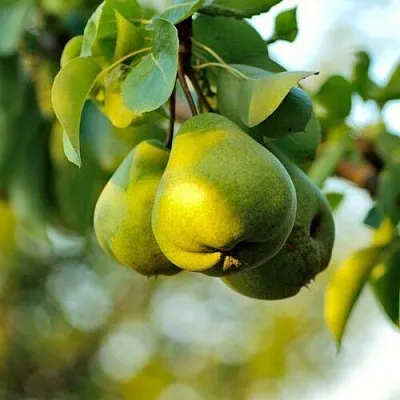 Груша СТОЛИЧНАЯ колонновидная  Груша СТОЛИЧНАЯ колонновидная в Королеве