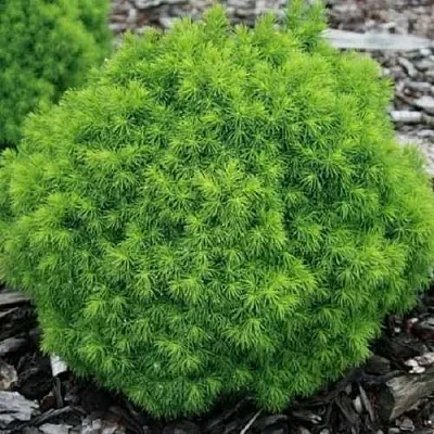 Ель АЛЬБЕРТА ГЛОБ сизая  Ель АЛЬБЕРТА ГЛОБ сизая в Королеве