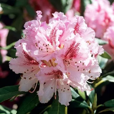 Рододендрон ЧИР  Рододендрон ЧИР в Королеве