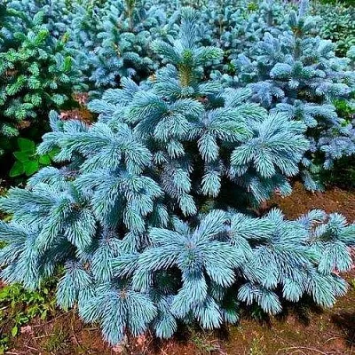 Ель СУПЕР БЛЮ СИДЛИНГ колючая  Ель СУПЕР БЛЮ СИДЛИНГ колючая в Королеве