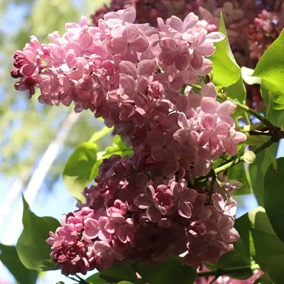 Сирень МЕДОВЫЙ СПАС  Сирень МЕДОВЫЙ СПАС в Королеве