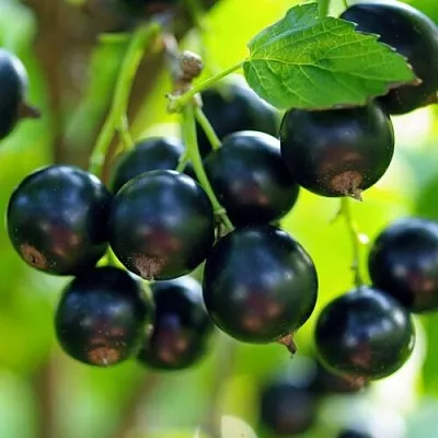 Смородина чёрная ВЕЛОЙ (ЛЕНИНГРАДСКАЯ СЛАДКАЯ)  Смородина чёрная ВЕЛОЙ (ЛЕНИНГРАДСКАЯ СЛАДКАЯ) в Королеве