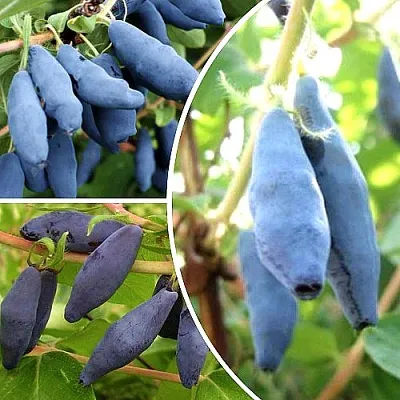 Комплект СЛАДКИЕ ХИТЫ в Королеве