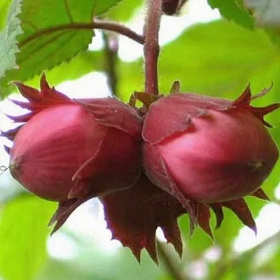 Фундук АЙВЕНГО в Королеве