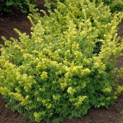 Тис ЭЛЕГАНТИССИМА ягодный в Королеве