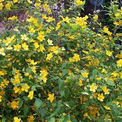 Керрия японская ГОЛДЕН ГИНЕЯ  Керрия японская ГОЛДЕН ГИНЕЯ в Королеве