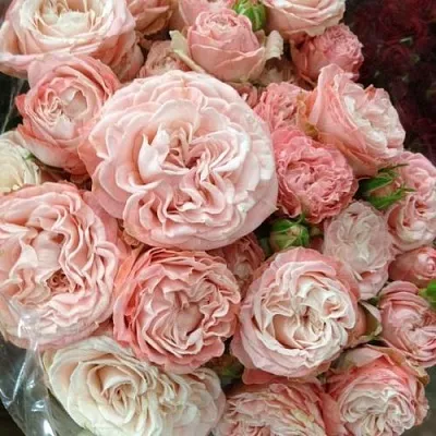 Саженцы роз МАДАМ БОМБАСТИК спрей  Саженцы роз МАДАМ БОМБАСТИК спрей в Королеве