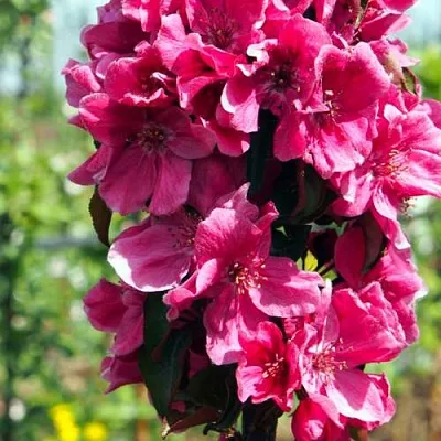 Яблоня МАЛИНОВОЕ ОЖЕРЕЛЬЕ колонновидная  Яблоня МАЛИНОВОЕ ОЖЕРЕЛЬЕ колонновидная в Королеве