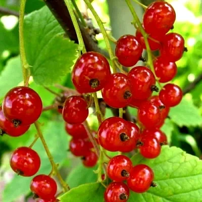 Смородина красная КОРАЛЛОВАЯ  Смородина красная КОРАЛЛОВАЯ в Королеве